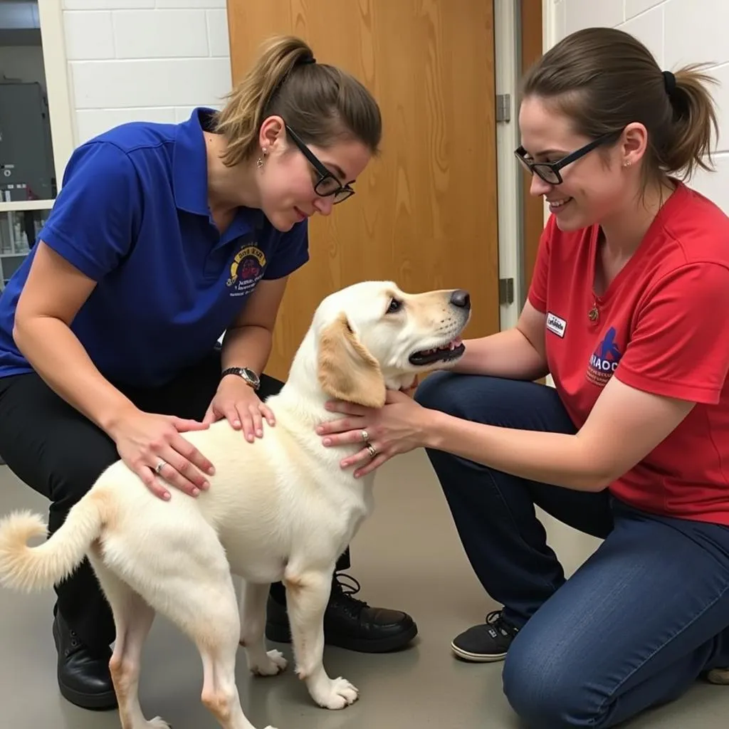 Volunteers and staff at the Newark DE Humane Society interact with animals