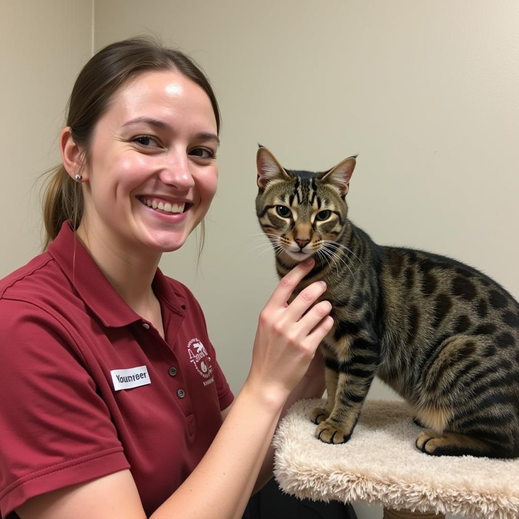 A volunteer engages playfully with a cat at the Nodaway Humane Society