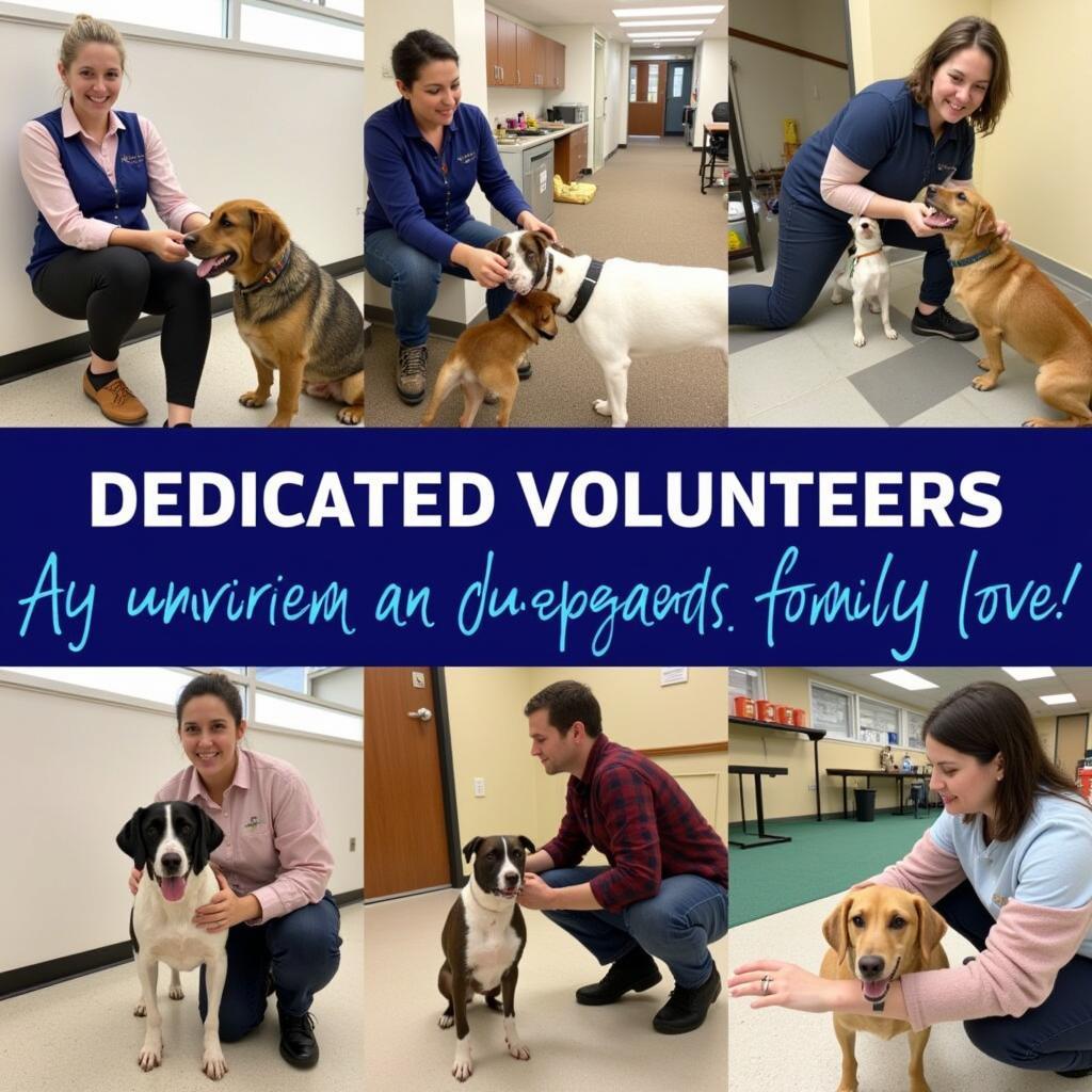 Volunteers at the Northshore Humane Society providing care and enrichment to the animals.