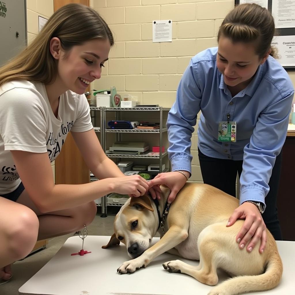 Volunteers at the Oconto Area Humane Society providing care and attention to the animals