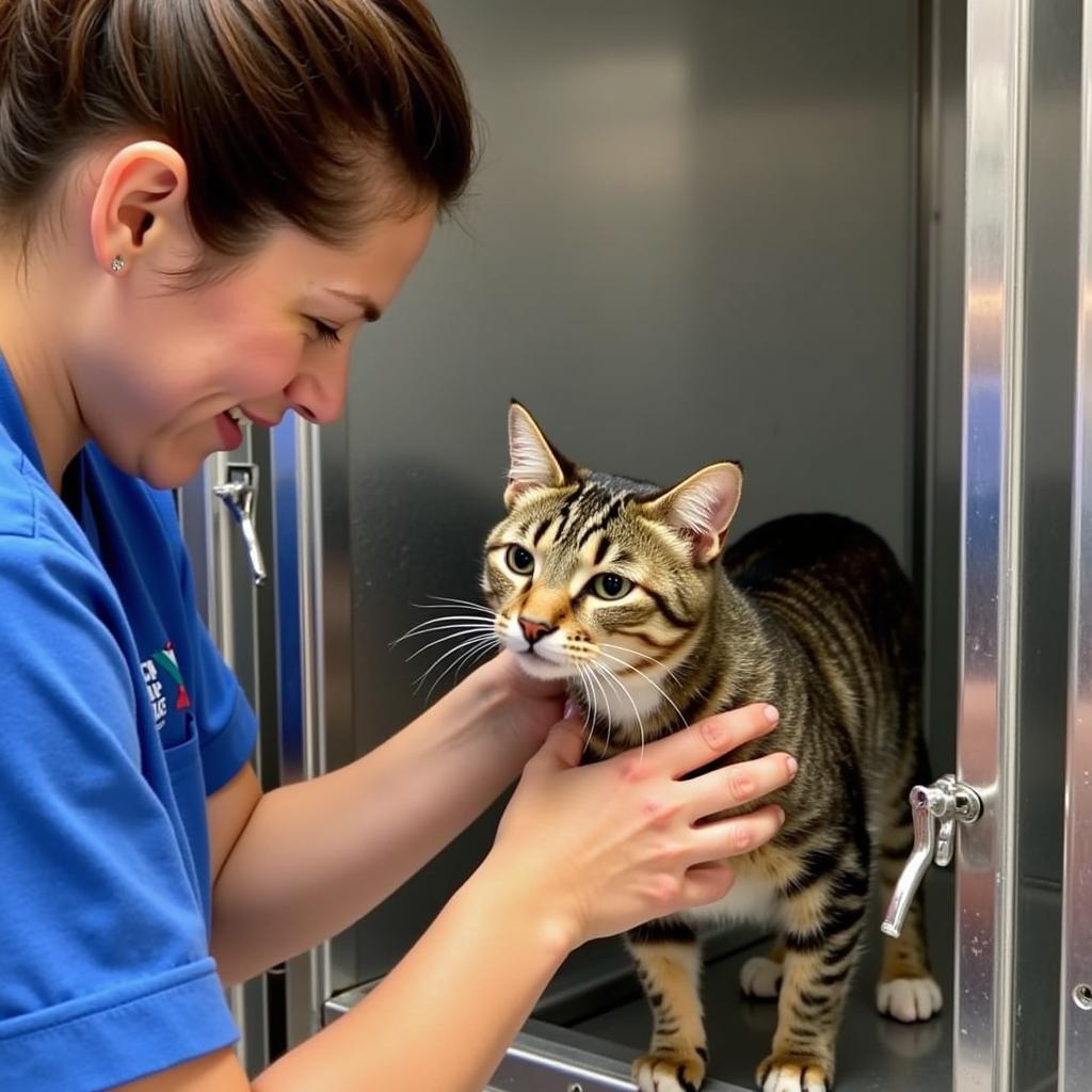 Volunteer comforting a cat at the Humane Society of Odessa