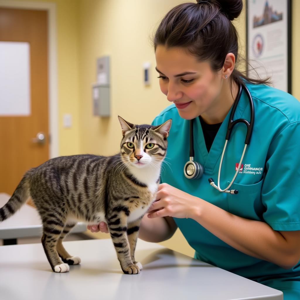 Veterinarian examining a cat at the Oregon Humane Society