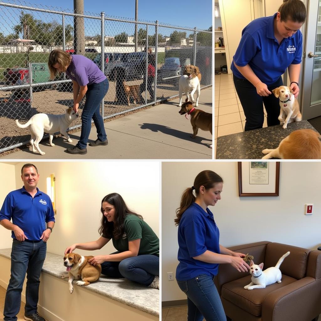 Palm Valley Humane Society Volunteers Caring for Animals