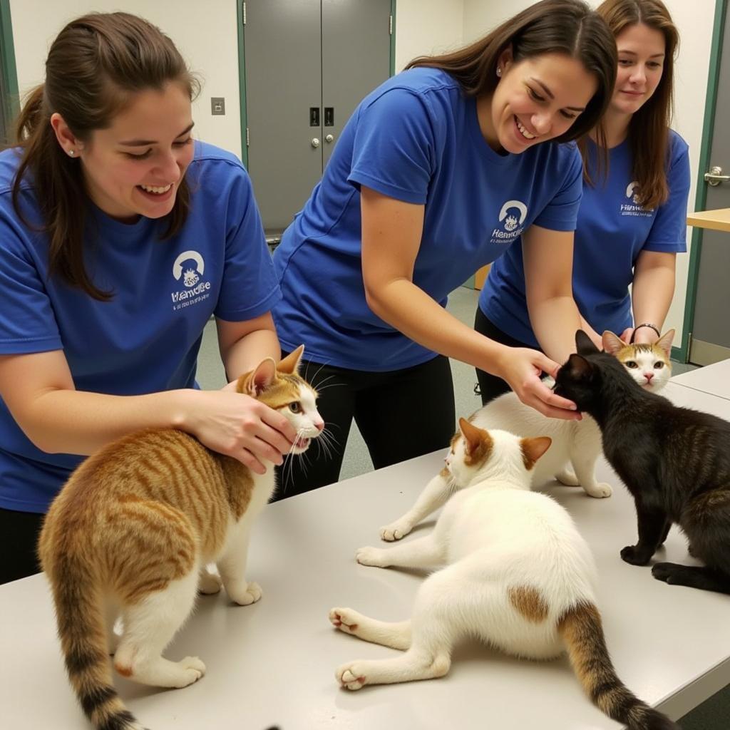 Volunteers spending quality time playing with cats at the Pasadena Humane Society