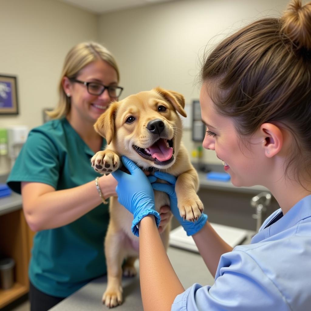 A veterinarian examining a dog at the Prattville AL Humane Society