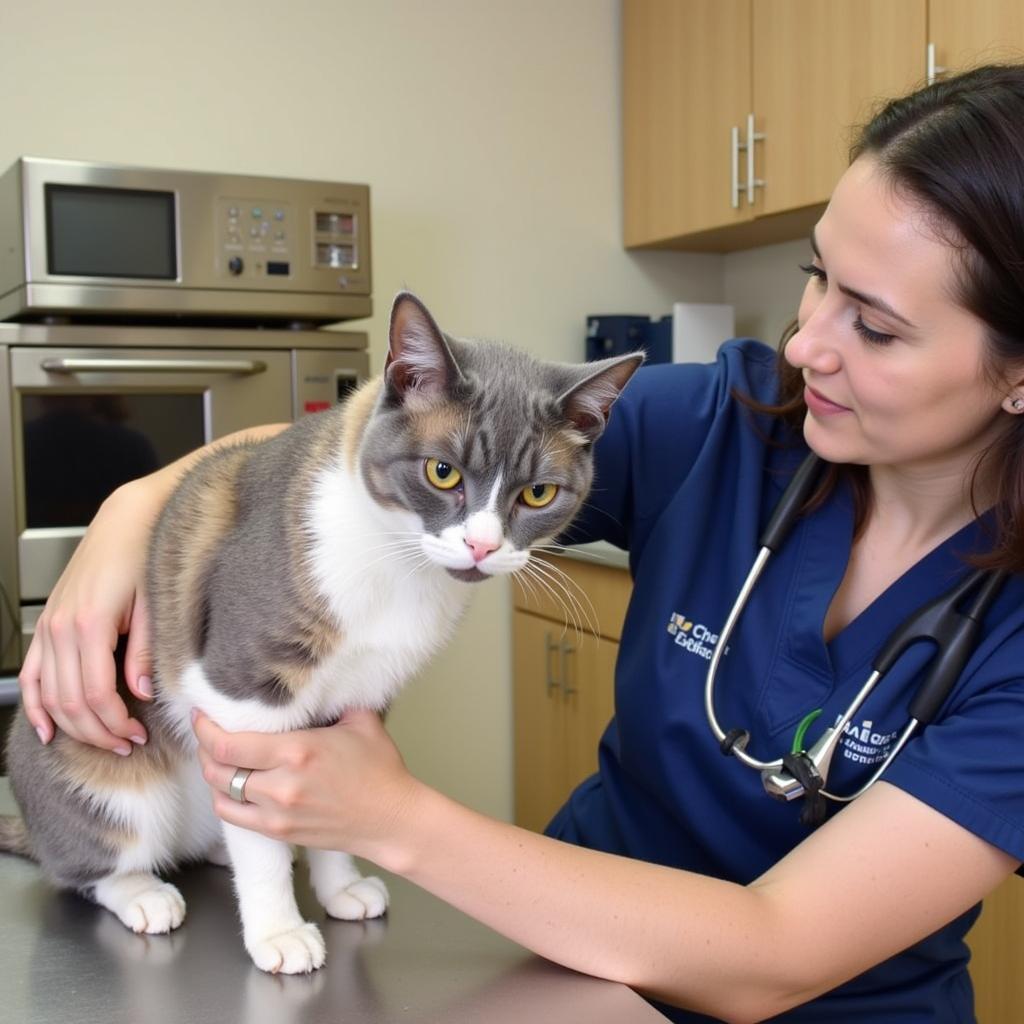 Veterinarian caring for cat at Punta Gorda Humane Society