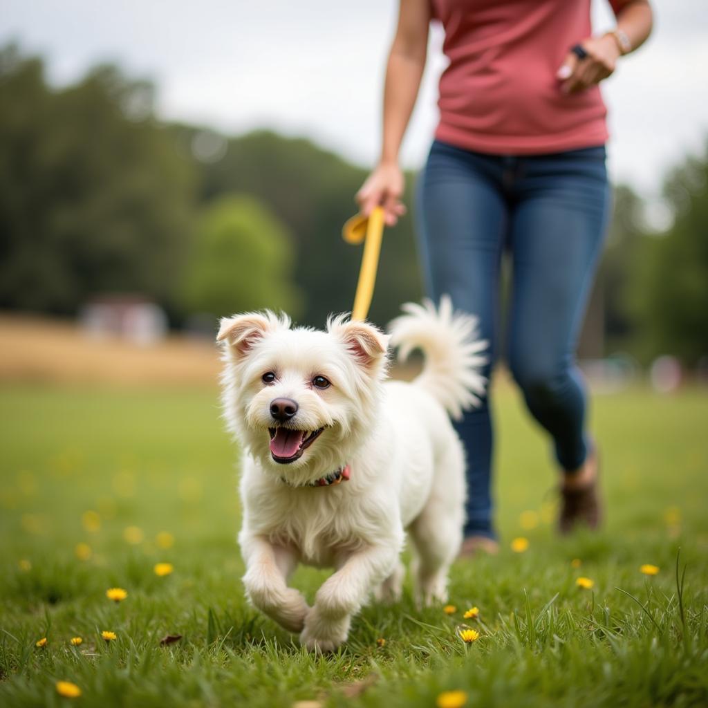 A volunteer walks a happy dog at the Connecticut Humane Society Quaker Hill