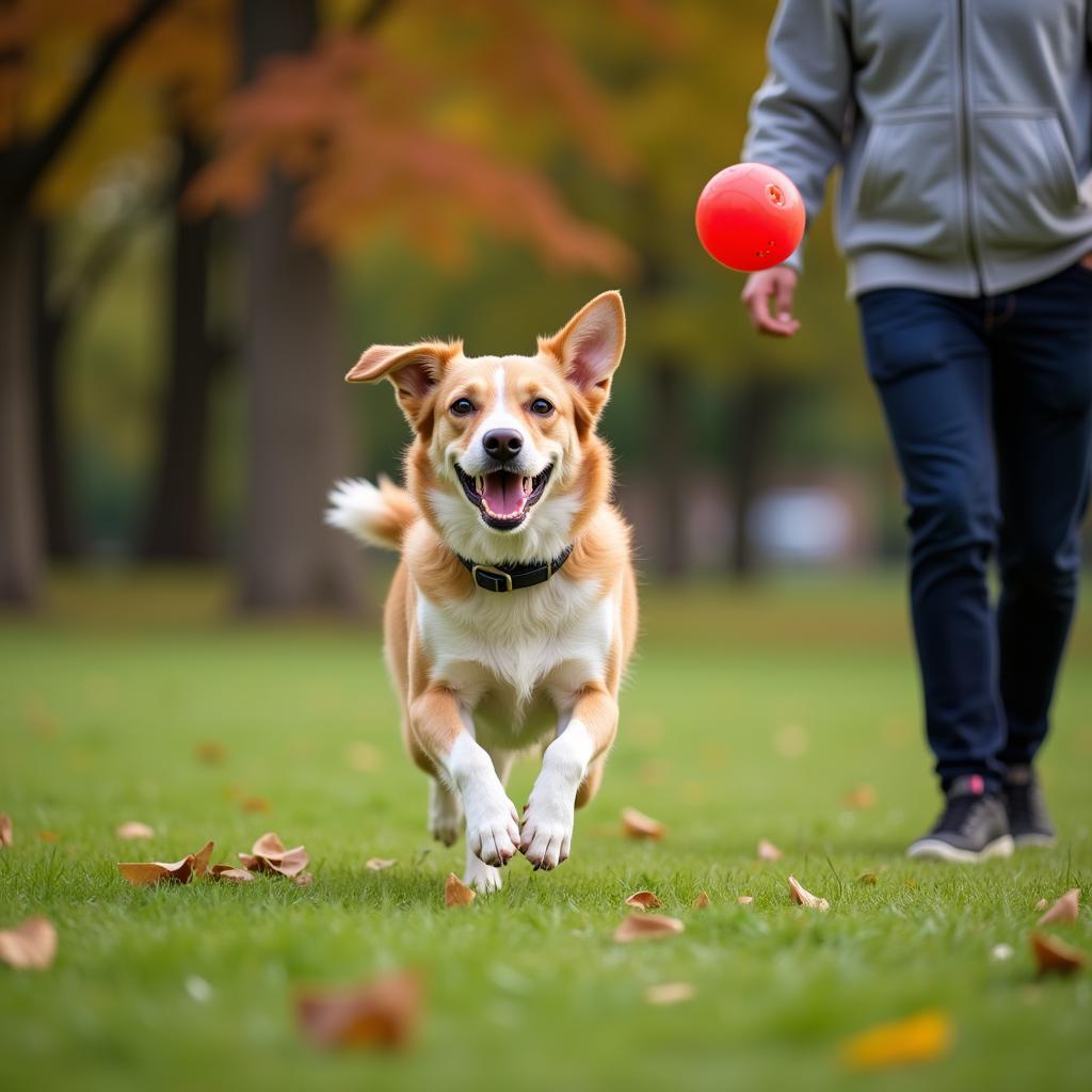 Happy Adopted Dog Playing Fetch