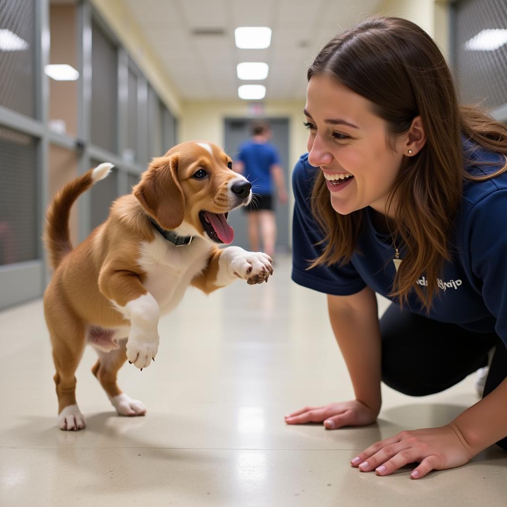 A rescued puppy joyfully playing with a volunteer at the Caroline County Humane Society