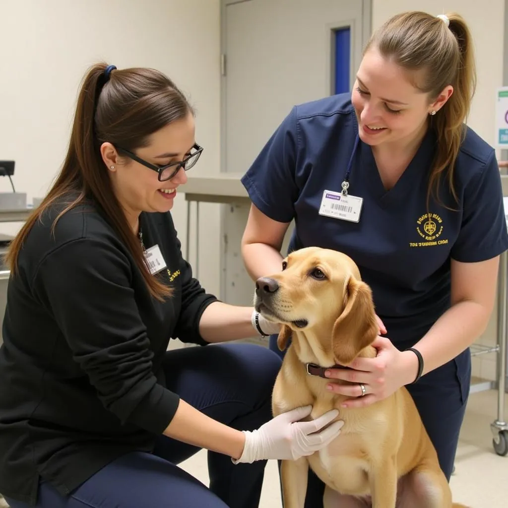 Volunteers at Rice County Humane Society caring for animals