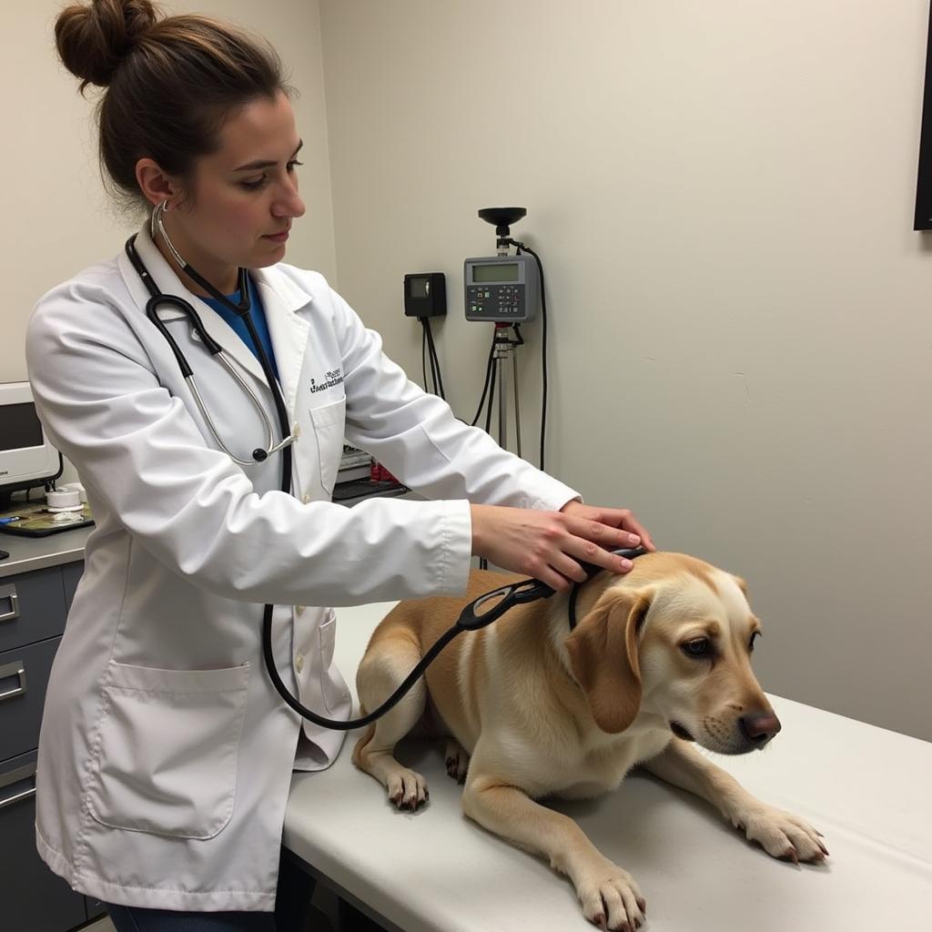 Finding Hope and Healing at the Rio Grande Humane Society