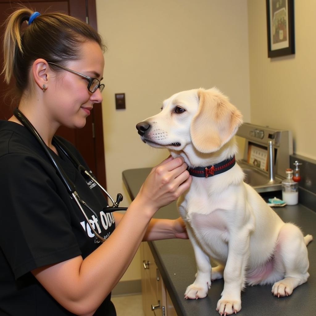 Providing Compassionate Care at Seneca Humane Society