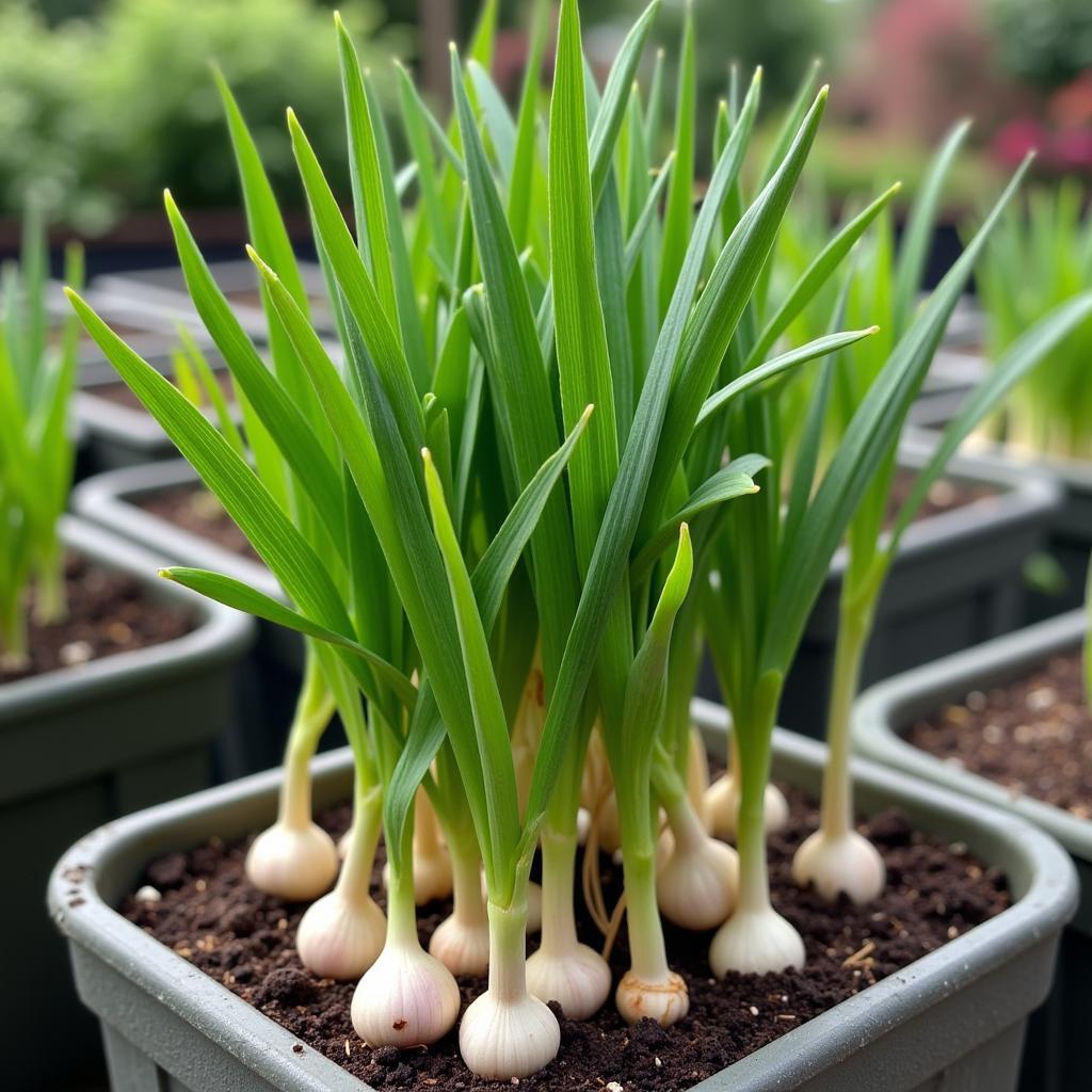 Society Garlic Plant in a Container