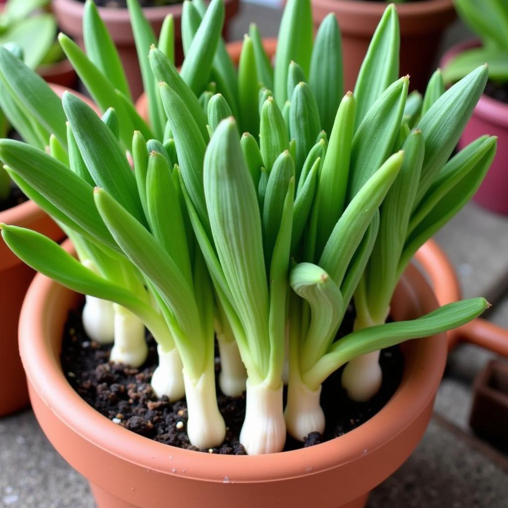 Society garlic variegated planted in a pot