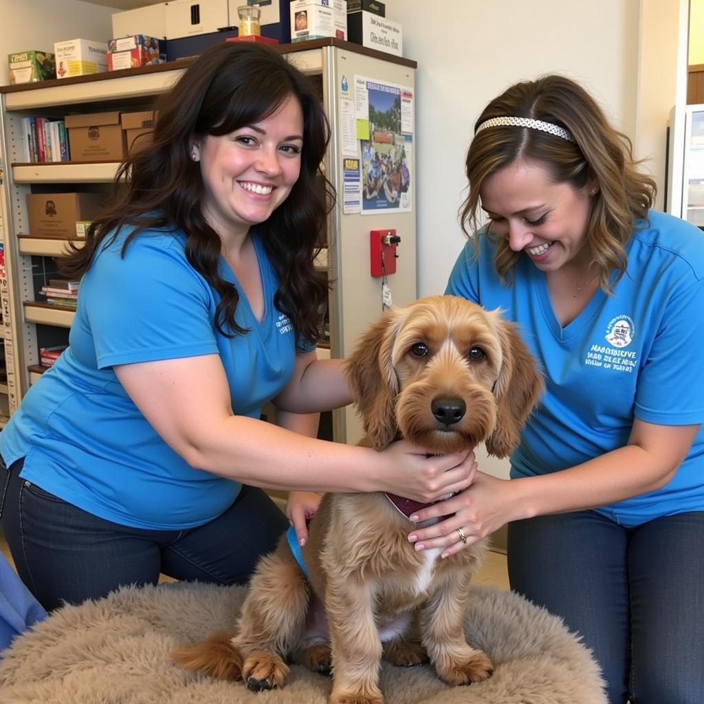 Volunteers caring for animals at St. Joseph Bay Humane Society