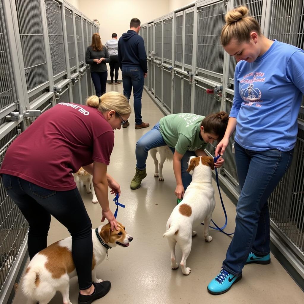 Volunteers Caring for Animals at Standish Humane Society 