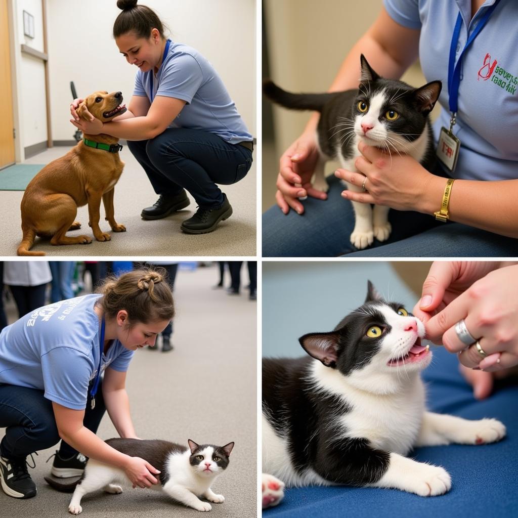 Stevens County Humane Society Volunteers