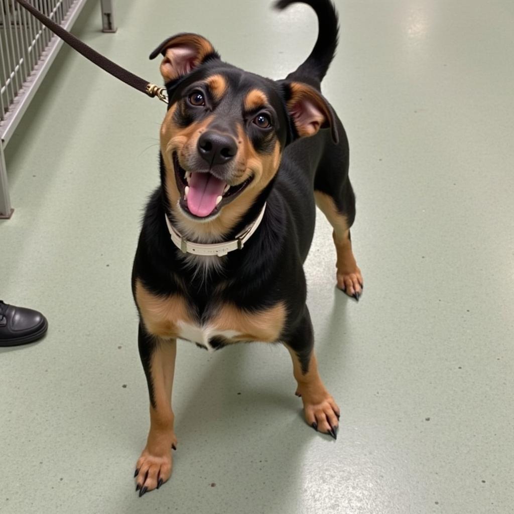 A happy dog at Stone County Humane Society ready for adoption