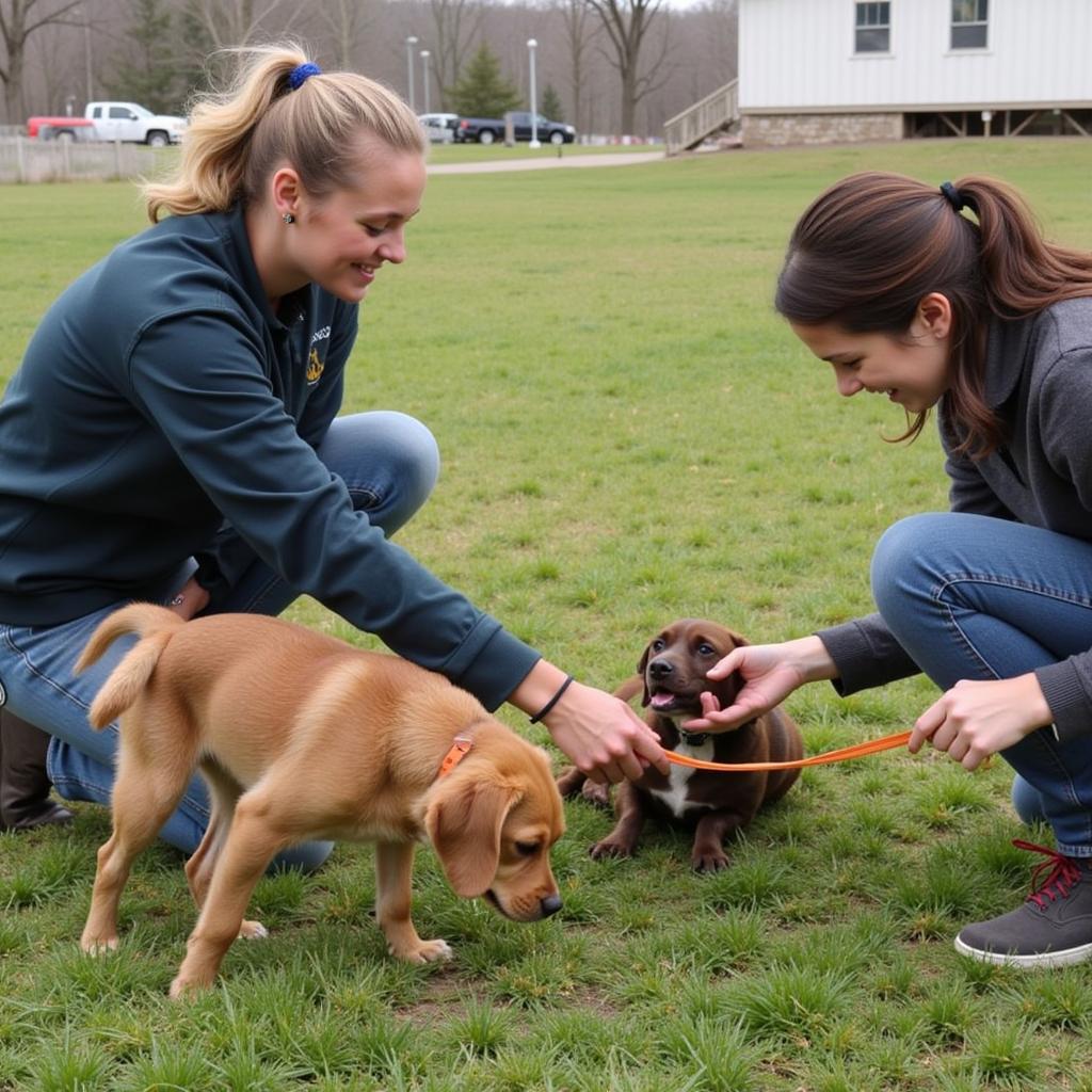 Volunteers at Stone County Humane Society caring for animals