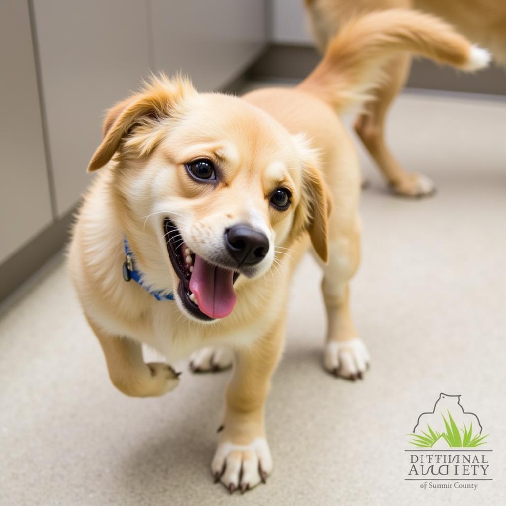 A playful puppy at the Humane Society of Summit County