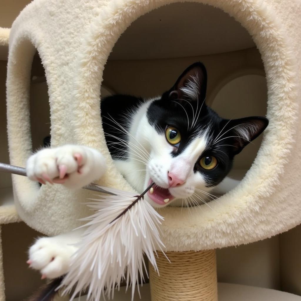 Playful cat at the Terre Haute Humane Society enjoys interactive toys