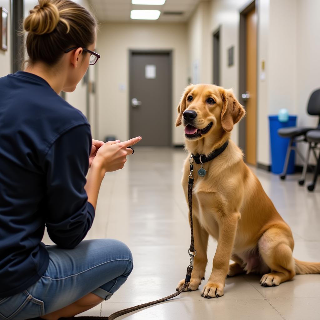 Humane Society Therapy Dog Training: Making a Difference, One Paw at a Time