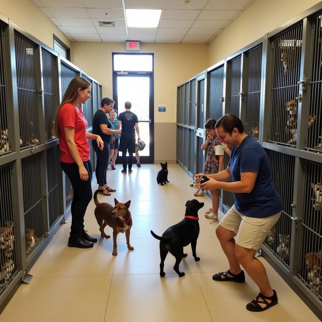 Three Rivers Humane Society: A Beacon of Hope for Animals in Need