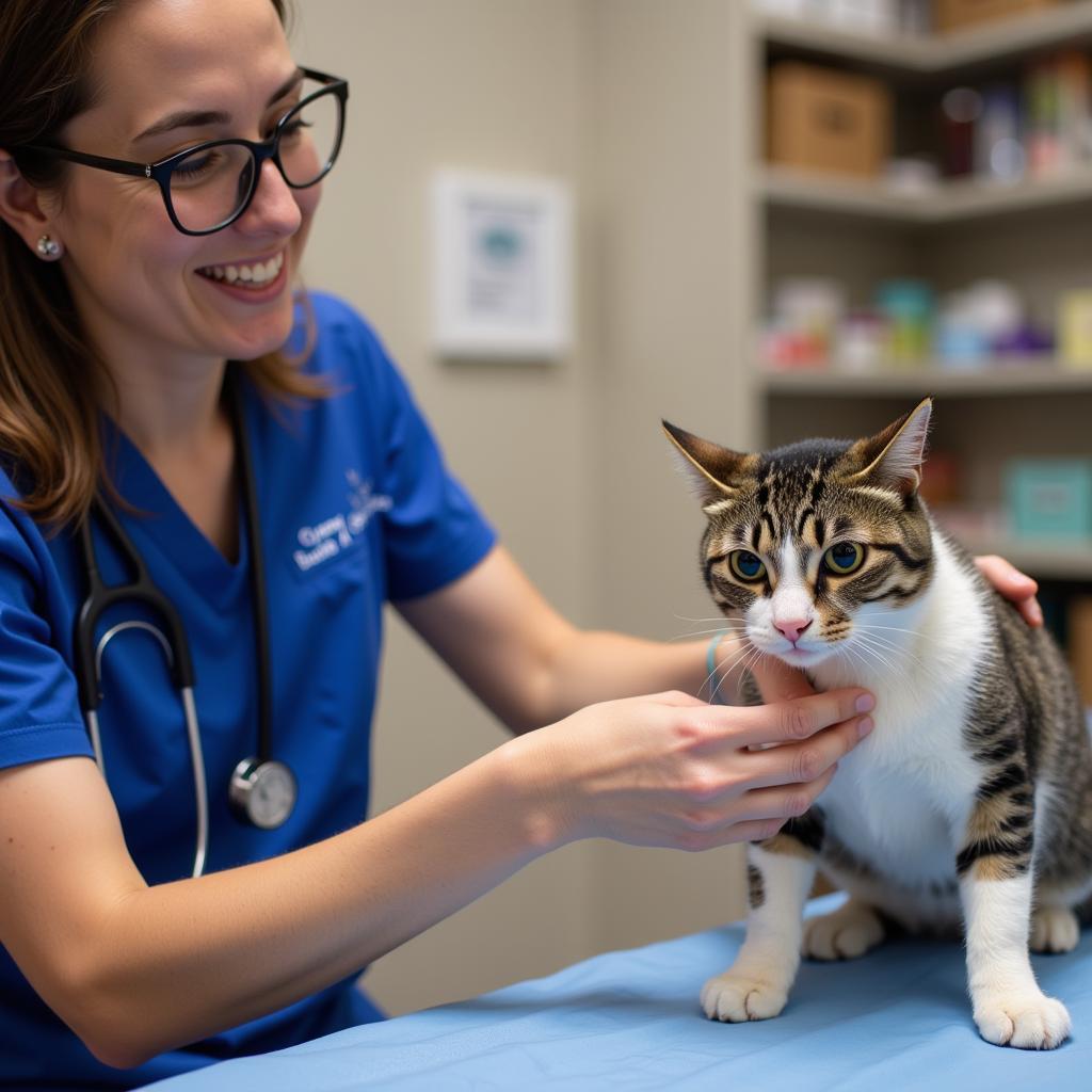 Veterinarian Examining Cat at Paragould Humane Society