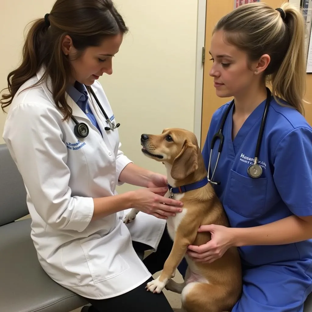 A compassionate veterinarian providing top-notch medical care to a rescued dog at the Humane Society Catawba.