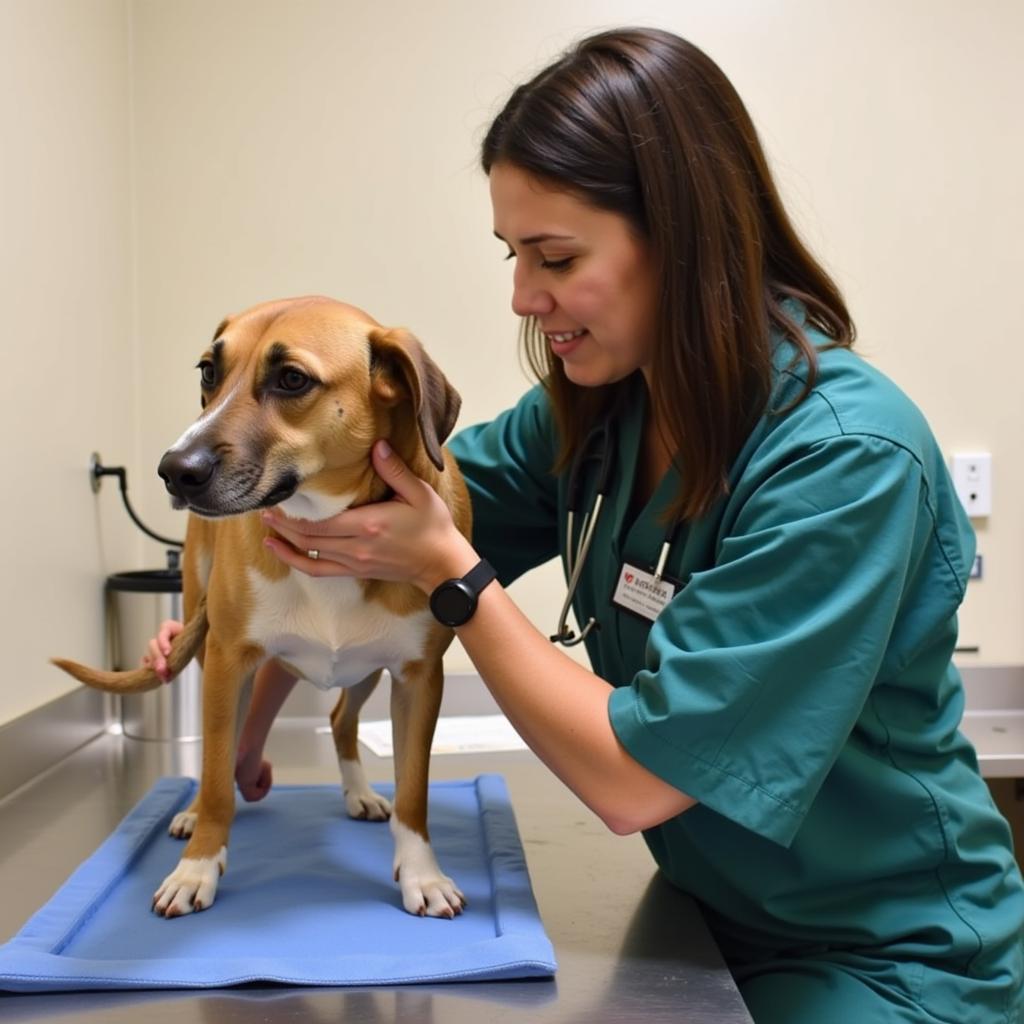 Veterinarian Examining a Dog at SWHS Janesville