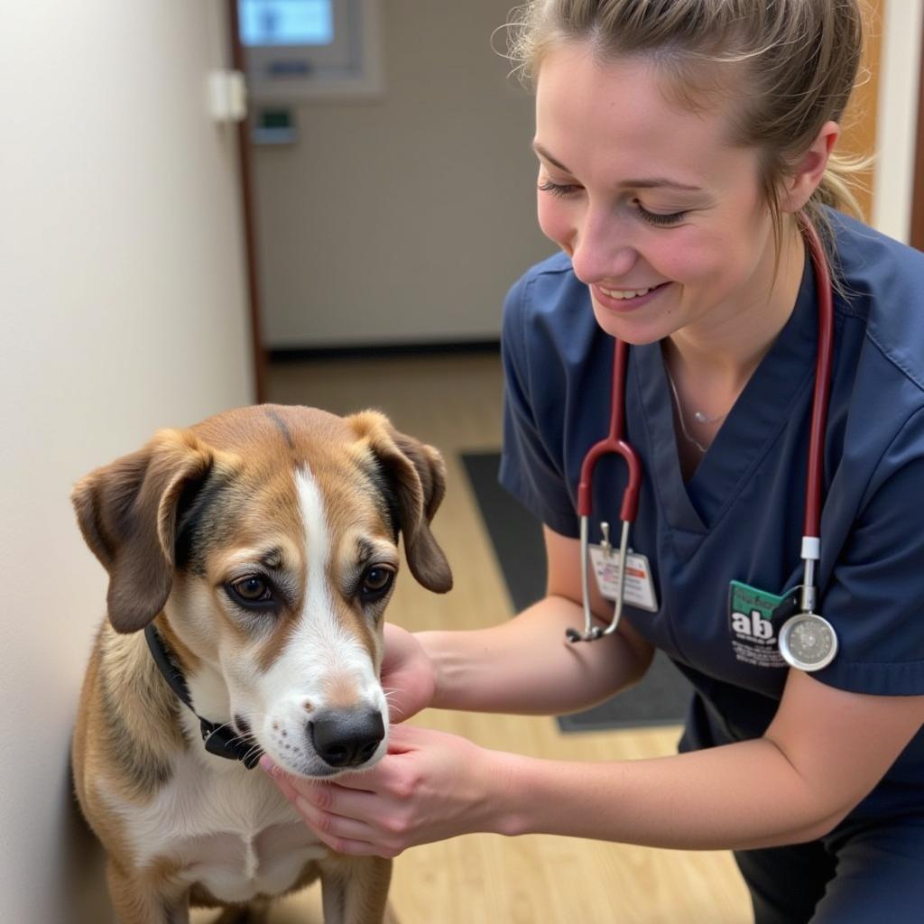 Compassionate Veterinary Care at Buffalo County Humane Society