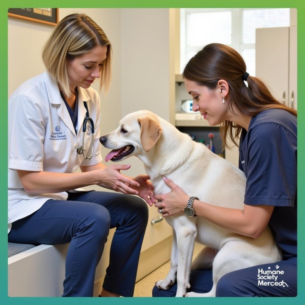 Veterinarian Examining a Dog at Humane Society Merced