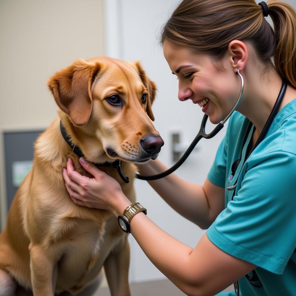 Veterinarian caring for a dog at the Humane Society