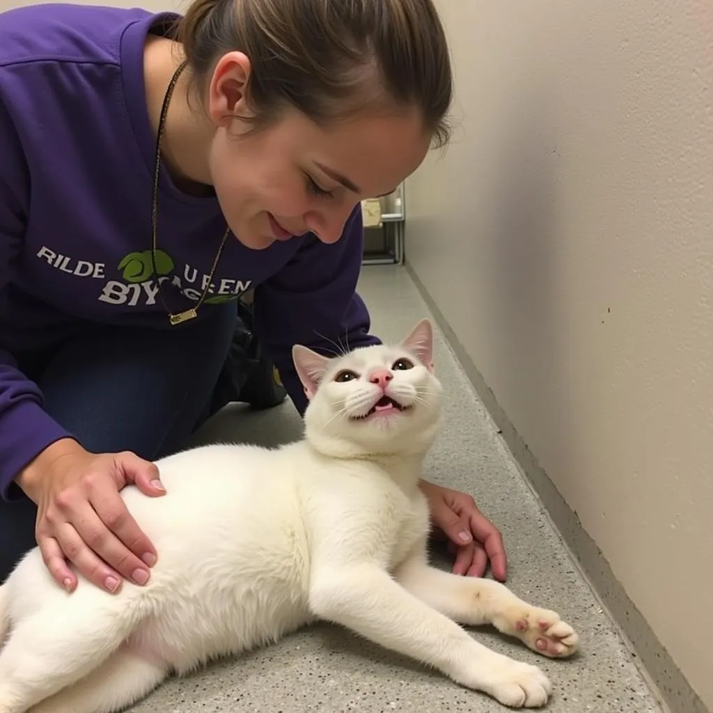 A volunteer sits comfortably on the floor, gently cuddling a content-looking cat at the Allen County Humane Society.