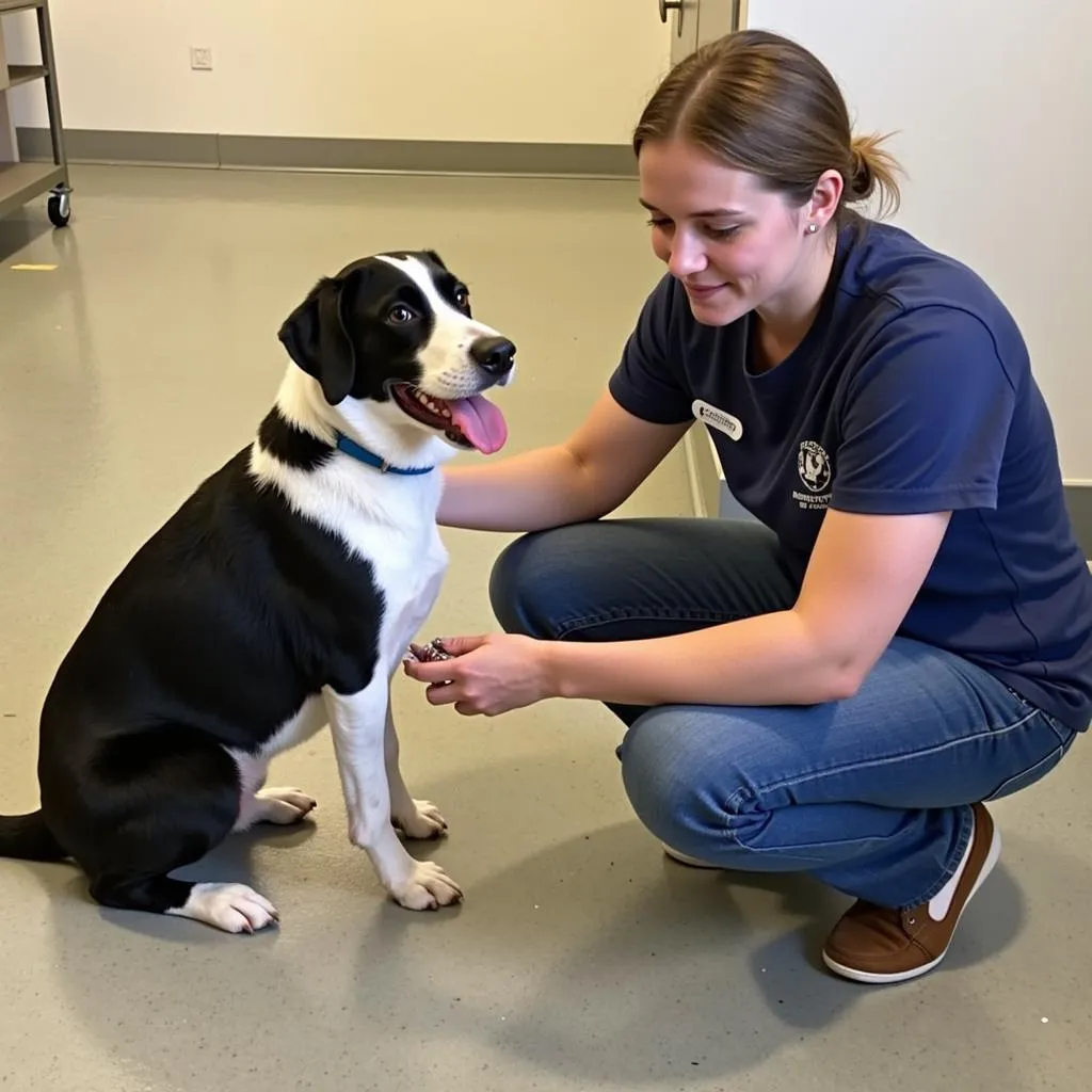 Volunteering at the Humane Society of Tuscarawas County