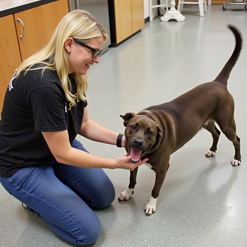 A dedicated volunteer shares a heart-warming moment with a playful dog at the New Philadelphia Humane Society, showcasing the positive impact of volunteering