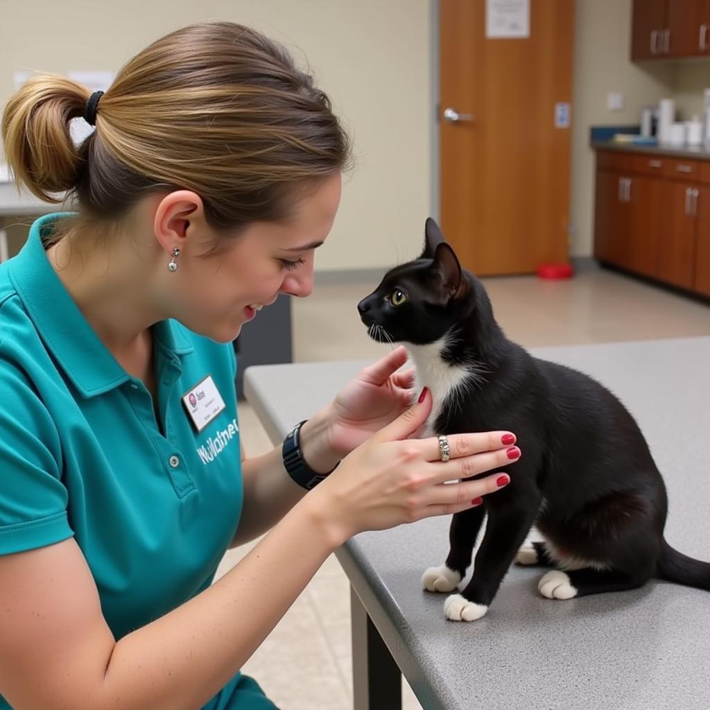 A volunteer smiles as they interact and play with a cat at the Naples Humane Society.