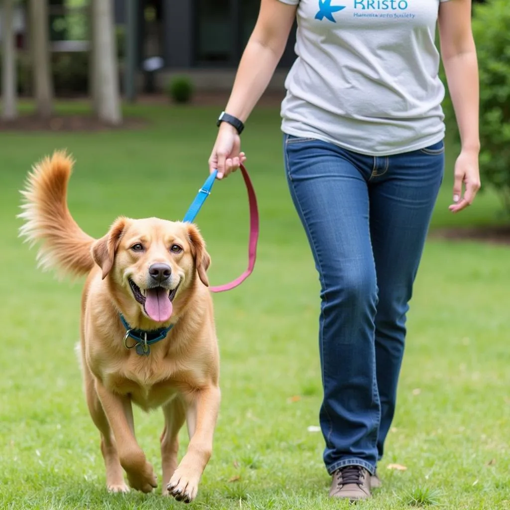 Volunteer walking a happy dog from the Bristol Humane Society