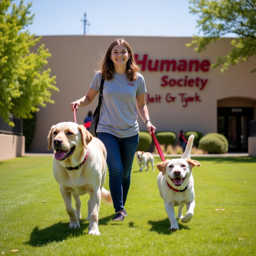 A volunteer walks a dog at the Humane Society Las Cruces