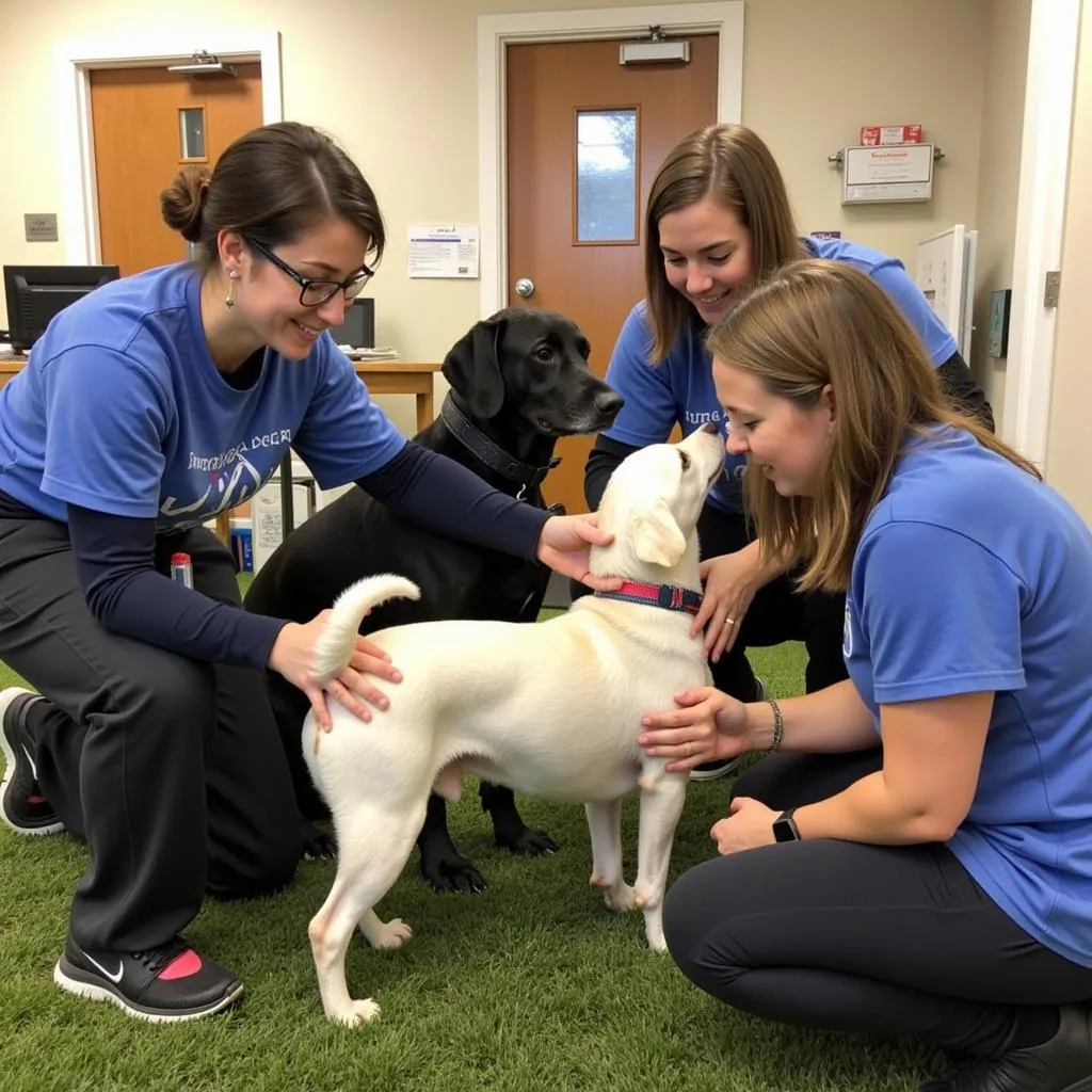 Volunteers Caring for Animals