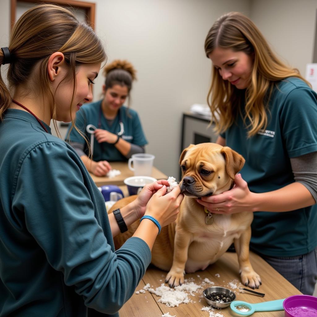 Volunteers Caring for Animals at Hays Humane Society