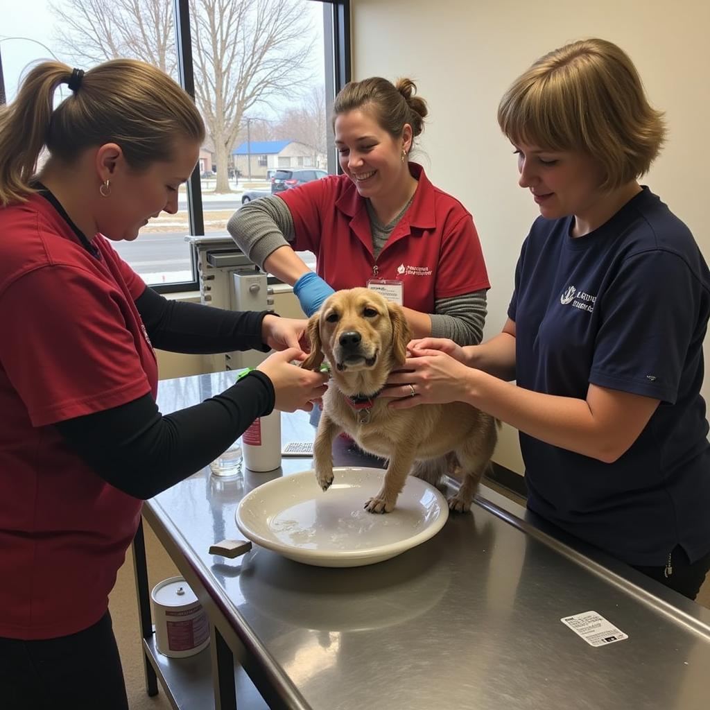 Volunteers caring for animals at Washburn County Humane Society