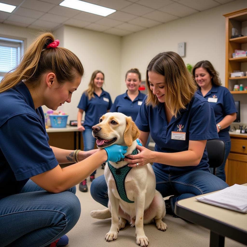 Volunteer Training at the Watauga Humane Society