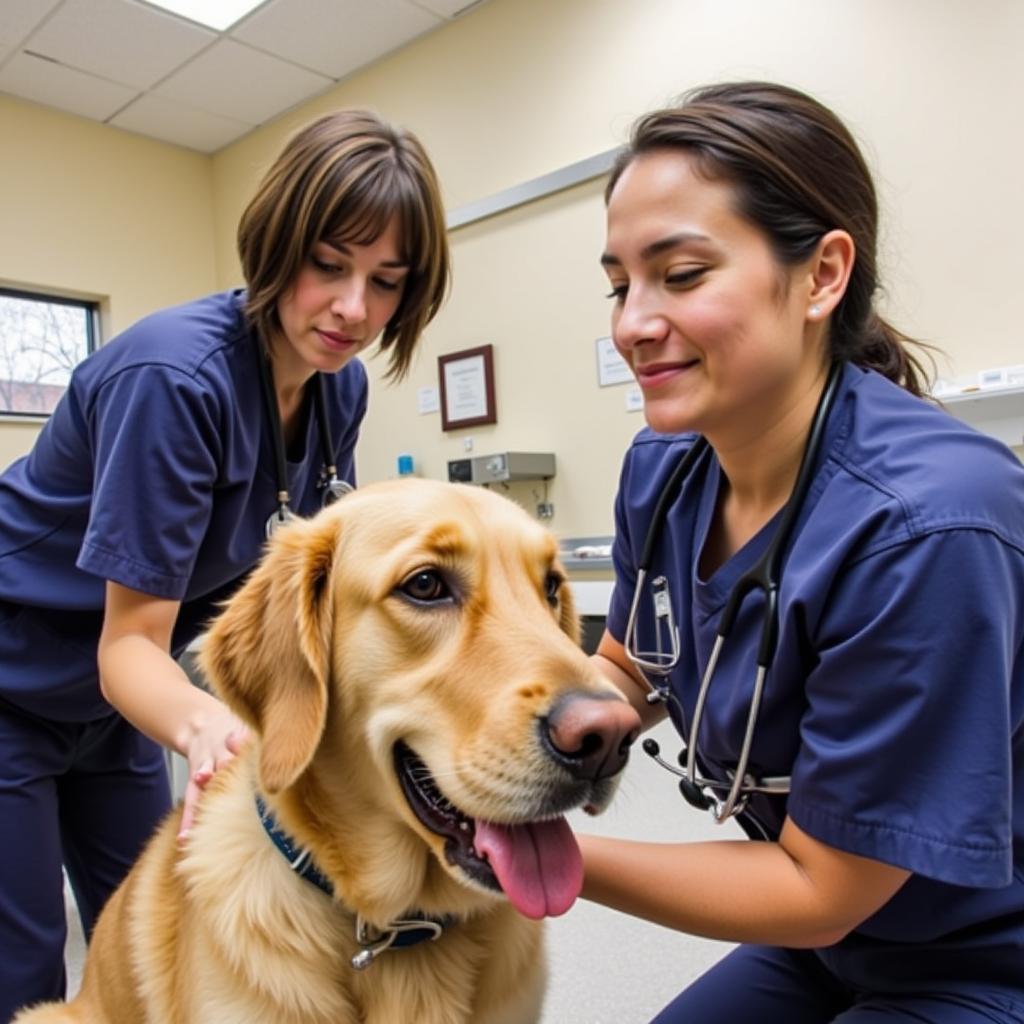 Veterinarian Examining a Dog at a WI Humane Society Vaccine Clinic