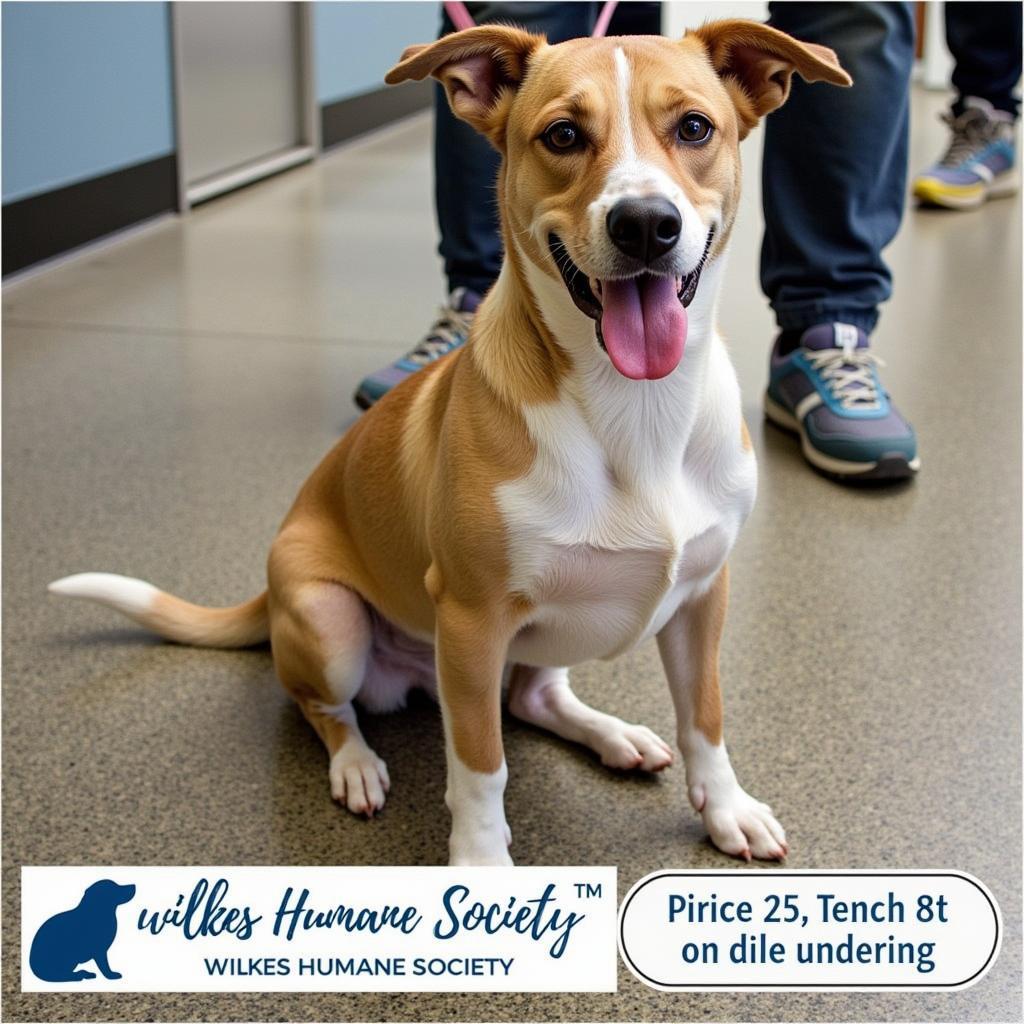 A happy dog at the Wilkes Humane Society awaits adoption