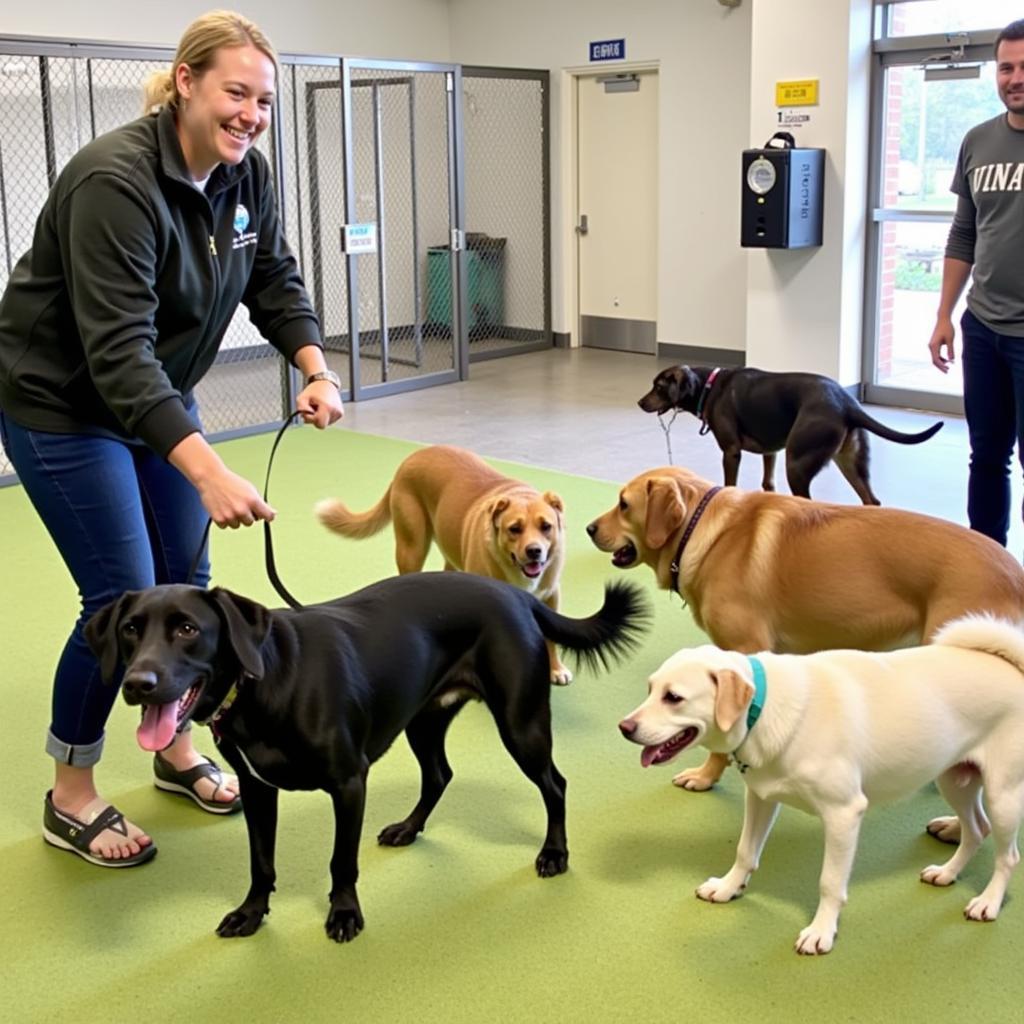 Dogs playfully interact at the Wilkes Humane Society