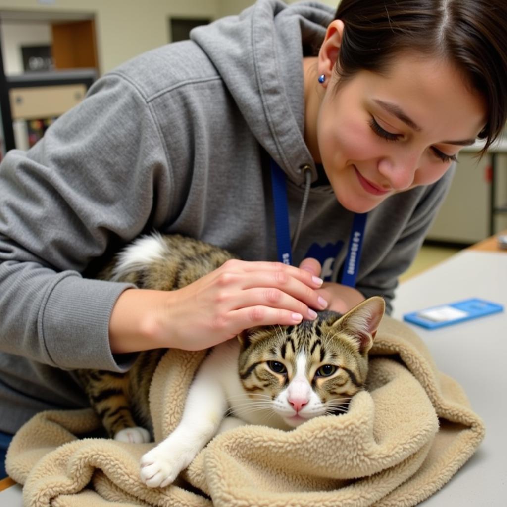 Volunteer comforting a cat at the Windham County Humane Society