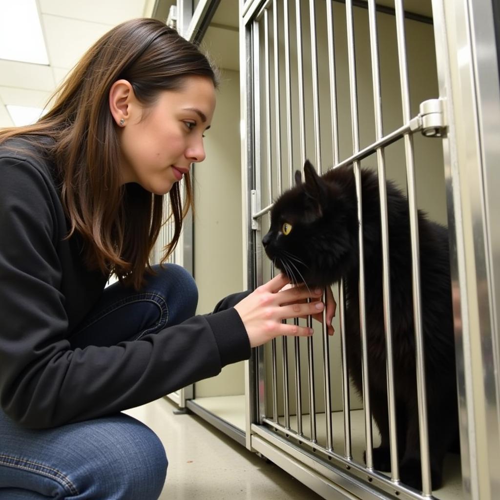 Woman meeting a cat at the Worcester County Humane Society