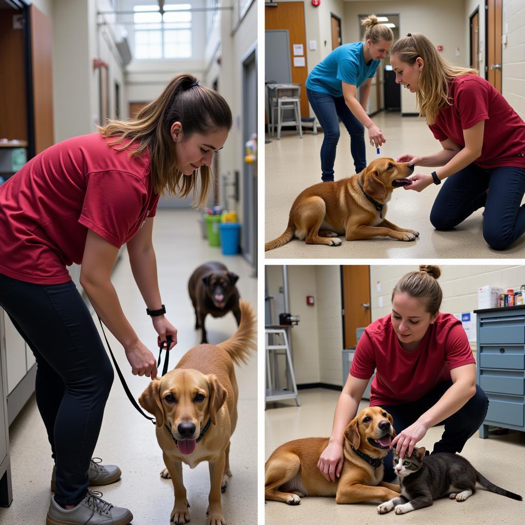 Volunteers Caring for Animals at Yankton Heartland Humane Society