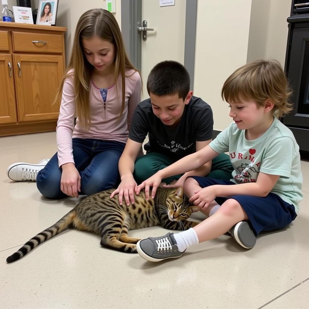 Meeting a Yuma Humane Society Cat